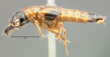 Media type: image;   Entomology 6516 Aspect: habitus lateral view